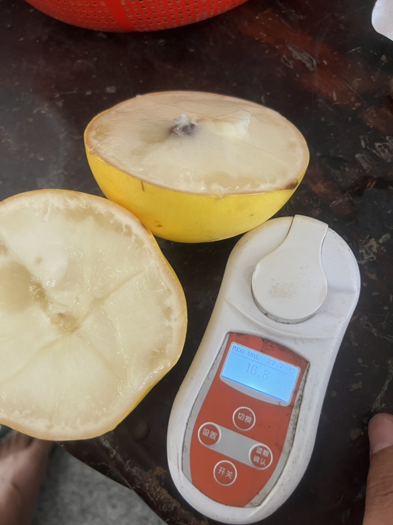 黄晶果，黄金果，产地直供，一手货源，现在大量上市，至电