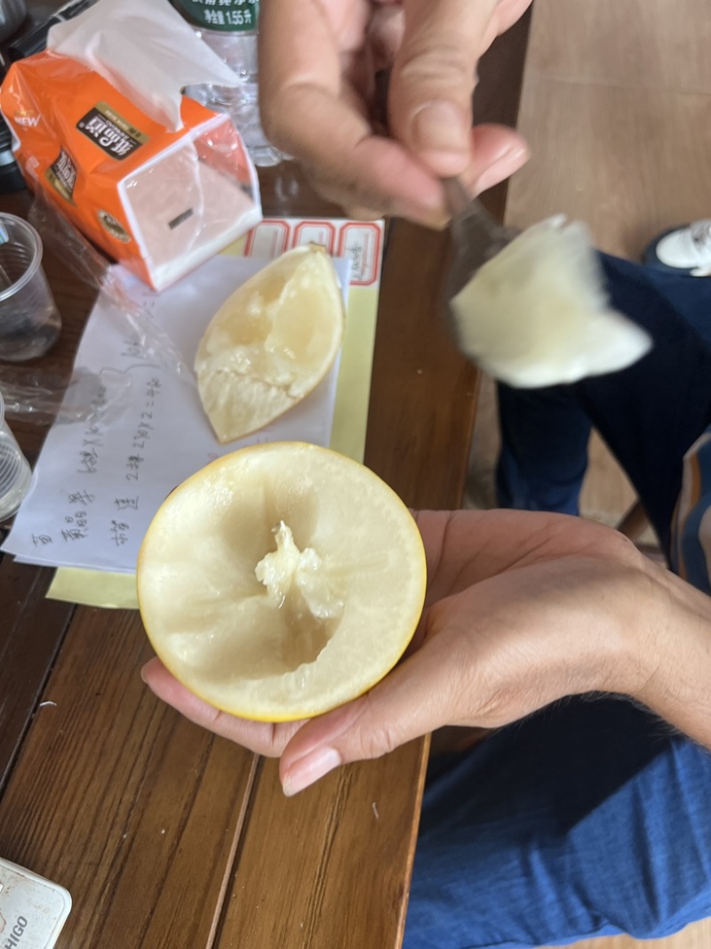 黄晶果，黄金果，产地直供，一手货源，现在大量上市，至电