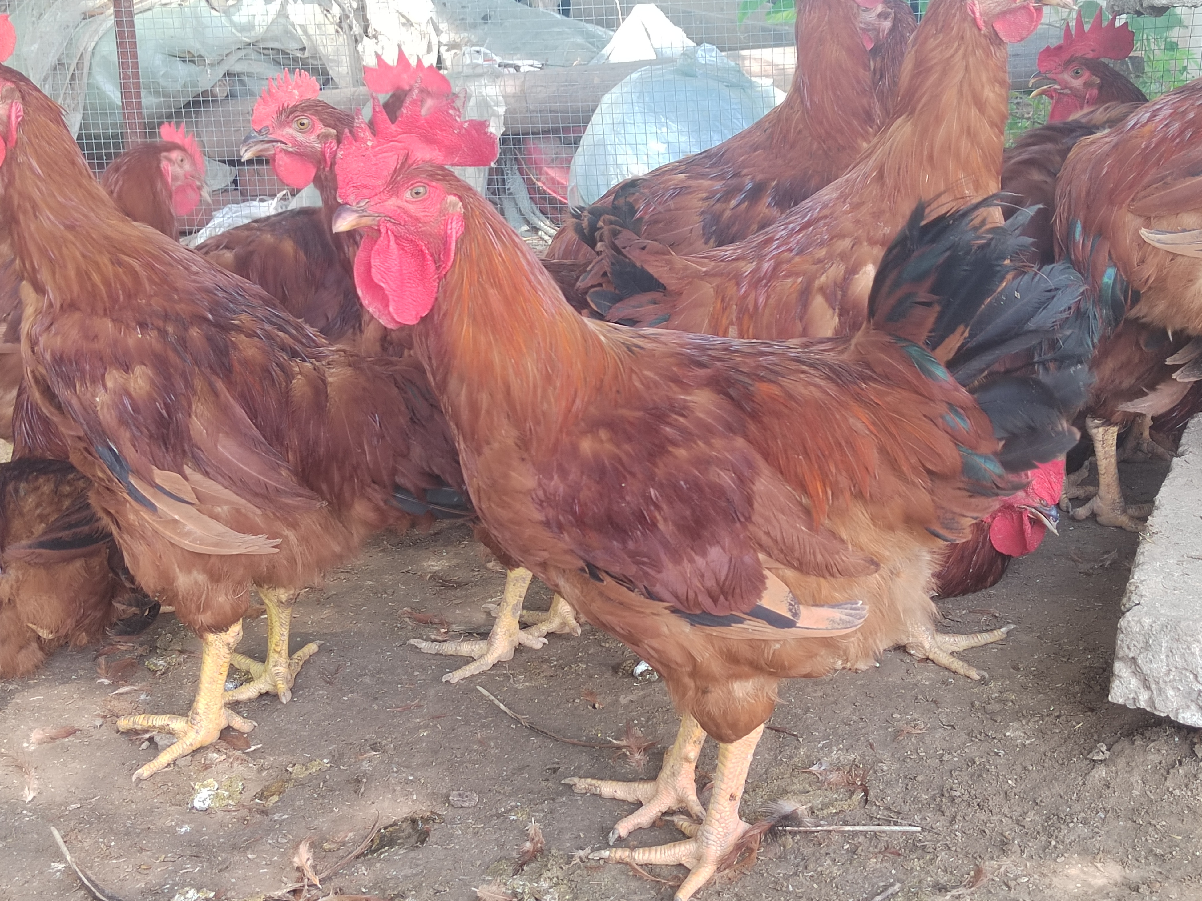 红雁育肥阶段饲养现场