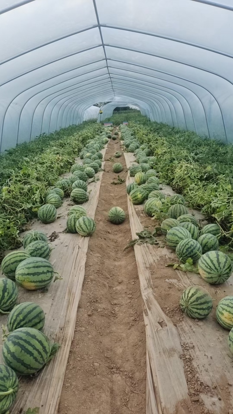 【荐】甘肃西瓜平凉无籽美都西瓜产地直销货源充足欢迎来电订购