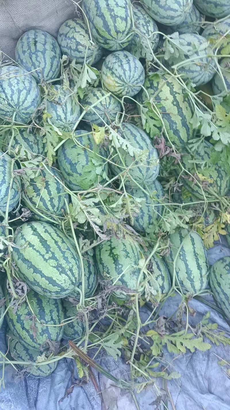 广西桂林兴安县，精品美都，甜王，新巨龙，新机遇西瓜