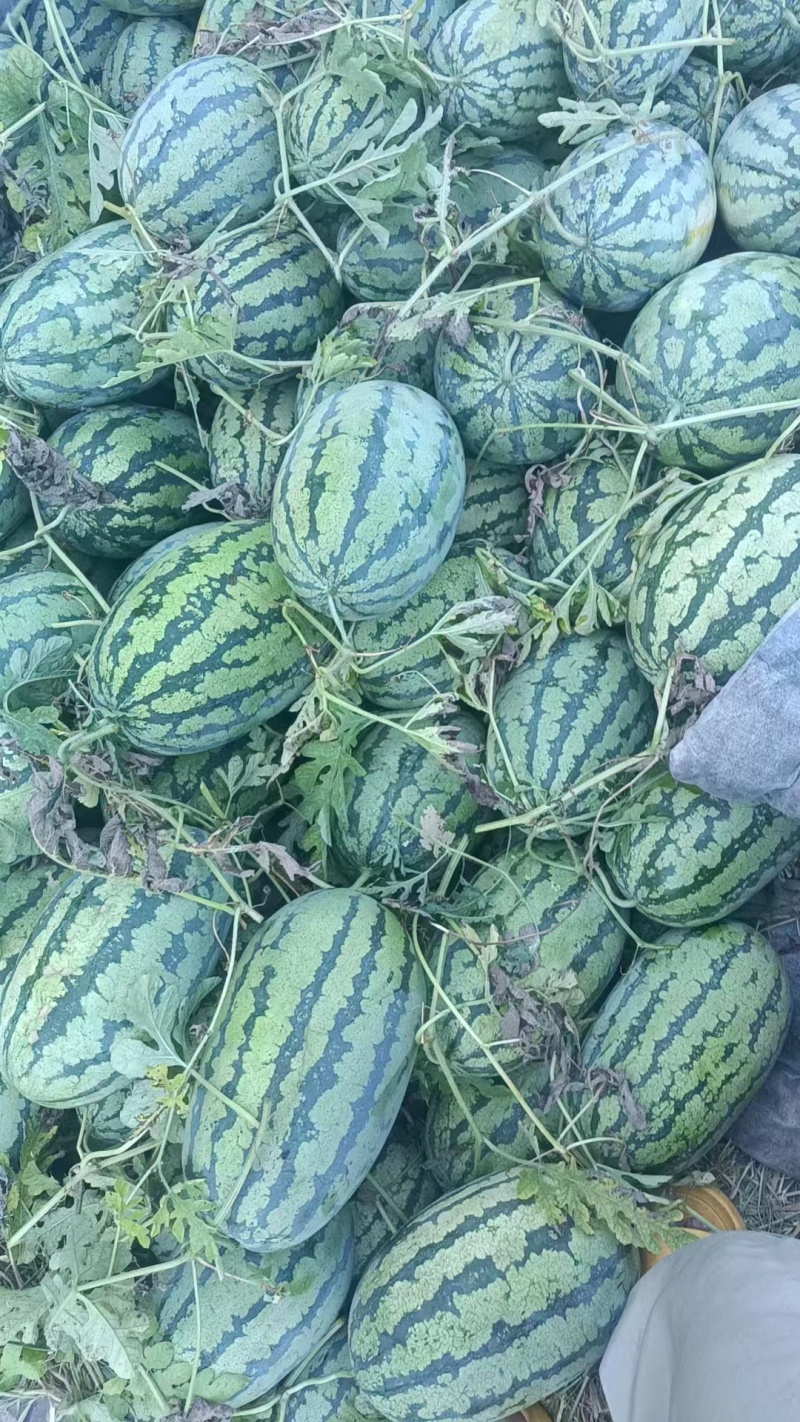 广西桂林兴安县，精品美都，甜王，新巨龙，新机遇西瓜