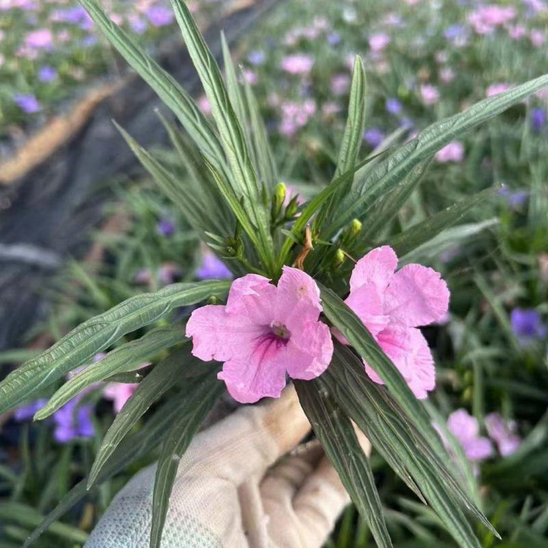 蓝花莉