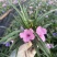蓝花莉