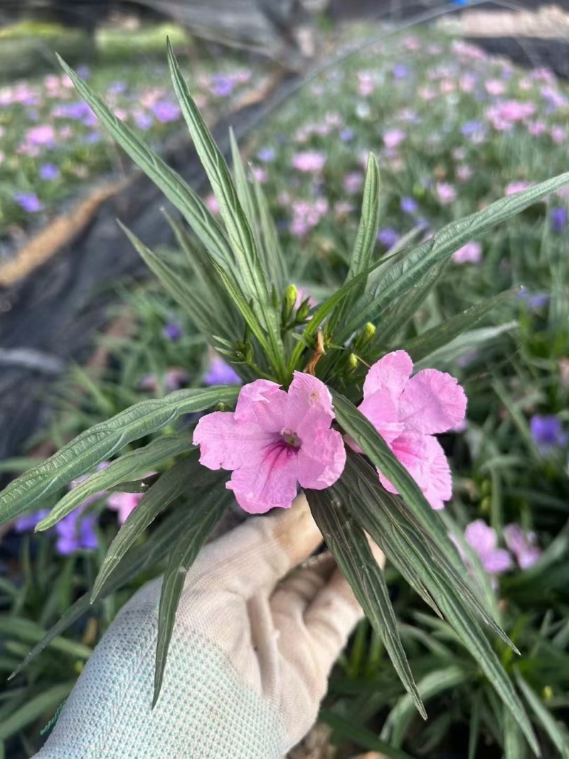 蓝花莉