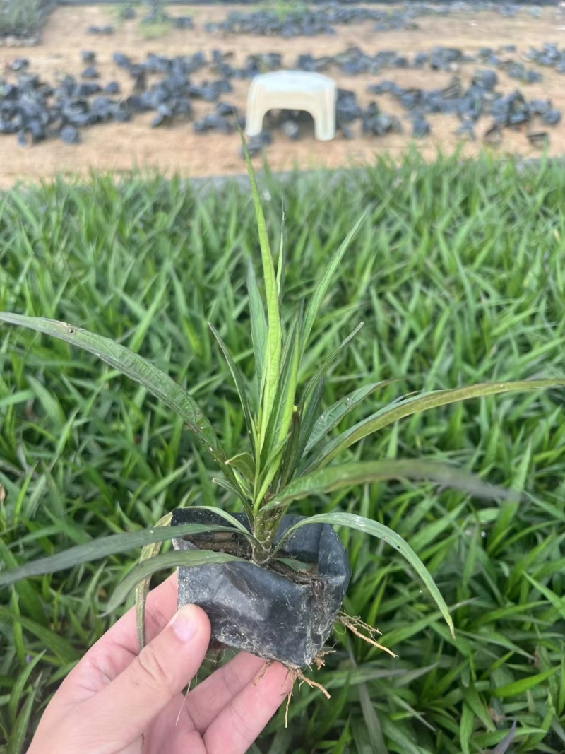 蓝花莉