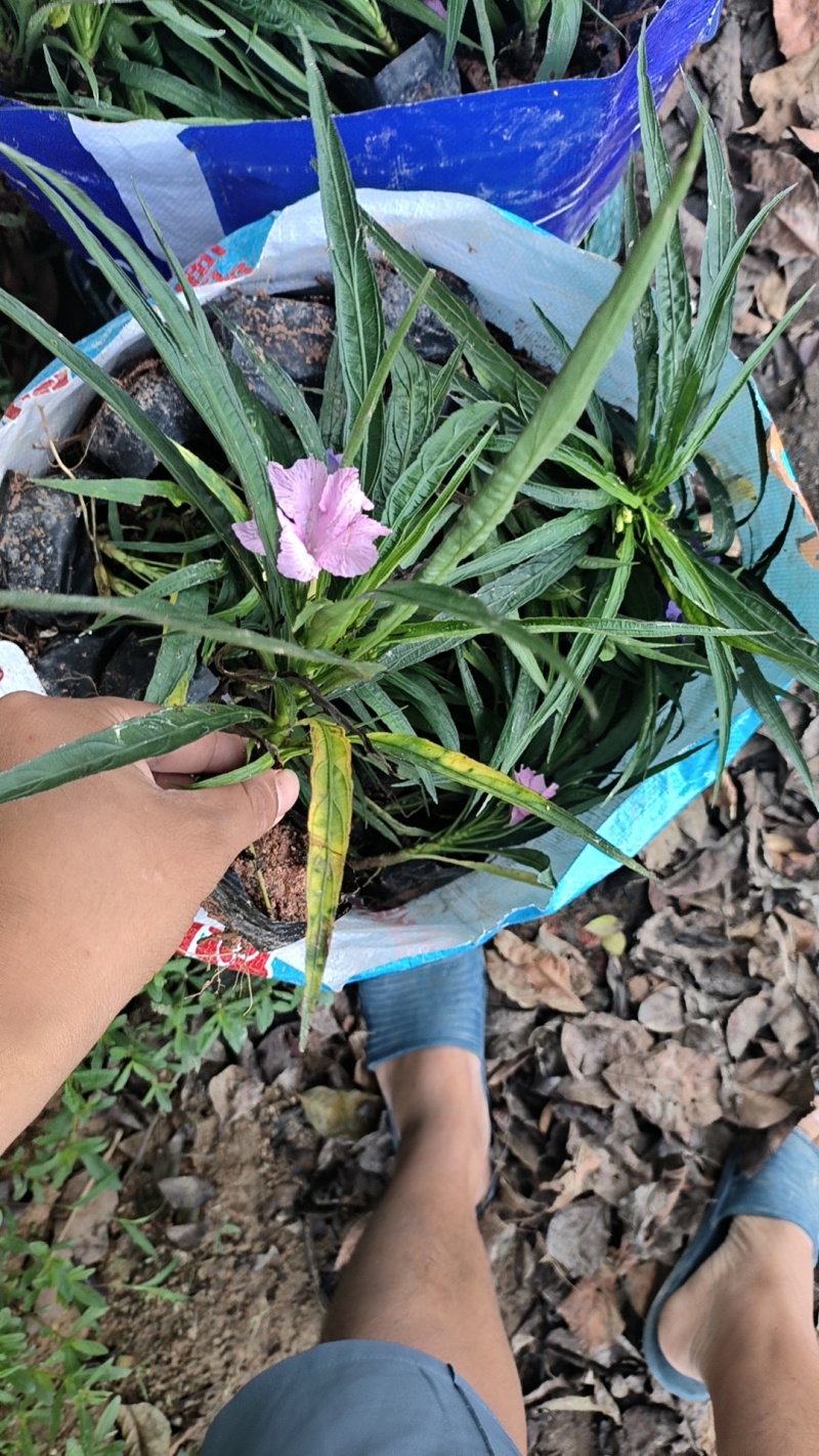 蓝花莉