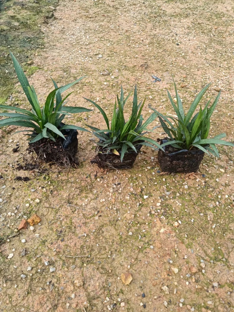 蓝花莉