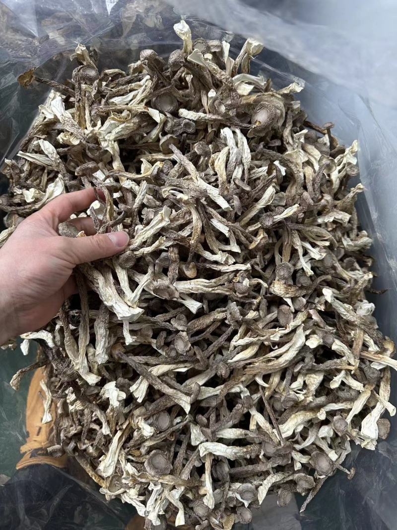 鹿茸菇一手货源价格便宜