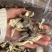 鹿茸菇一手货源价格便宜