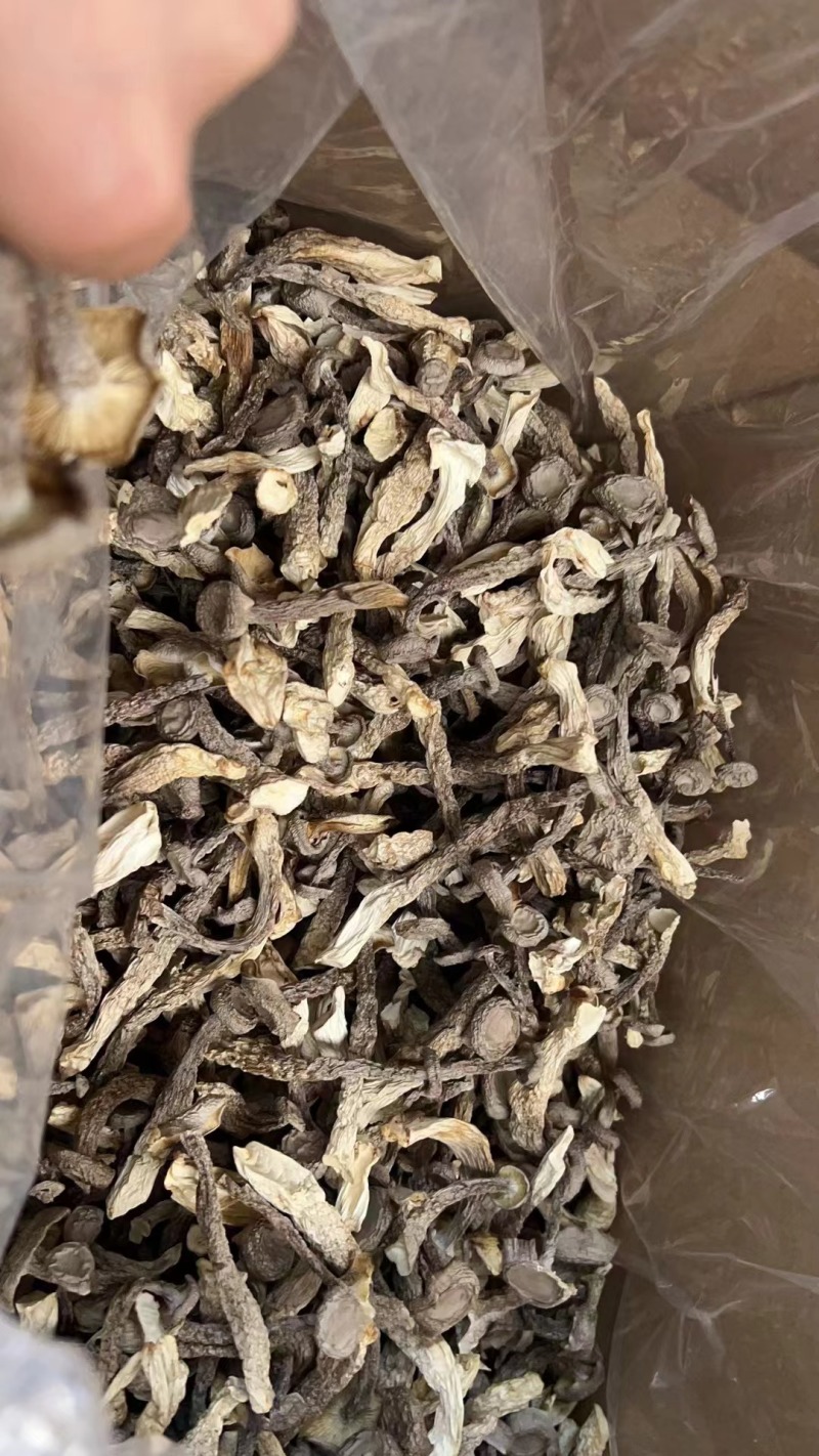 鹿茸菇一手货源价格便宜