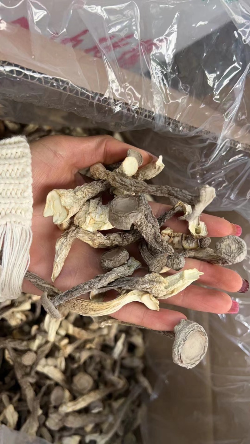 鹿茸菇一手货源价格便宜