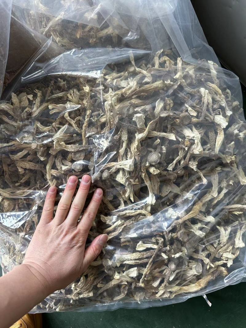 鹿茸菇一手货源价格便宜