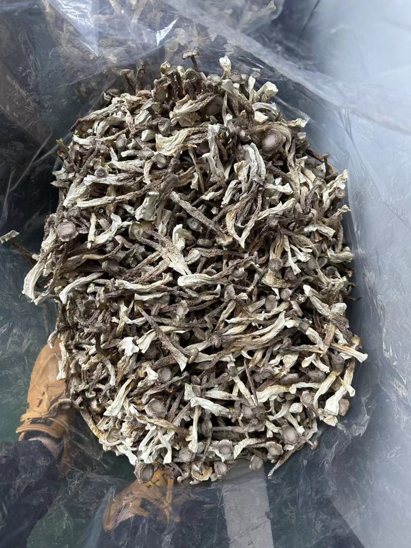 鹿茸菇一手货源价格便宜