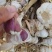 【山东狗芽子川蒜】大蒜头大量上市中！可支持视频看货！