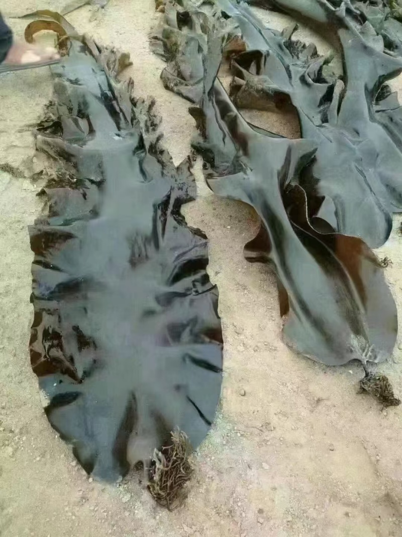 海带，干海带海带皮海带头短板海带小海带商超展销会地摊火爆