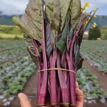 精品红甜菜苔