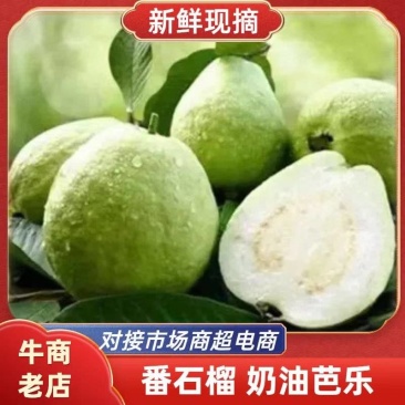精品奶油芭乐全国可发产地直发基地直销