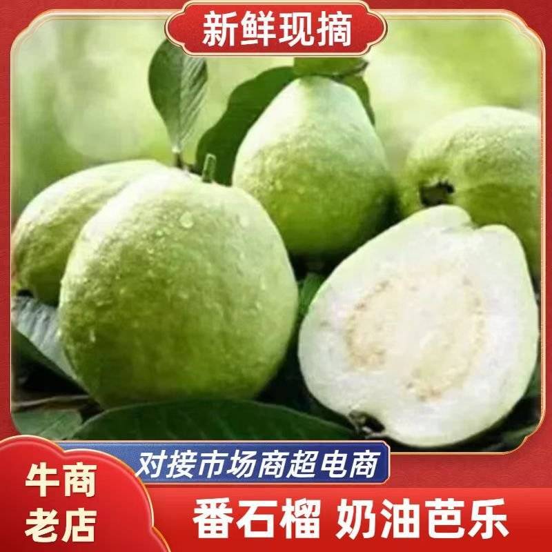 精品奶油芭乐全国可发产地直发基地直销