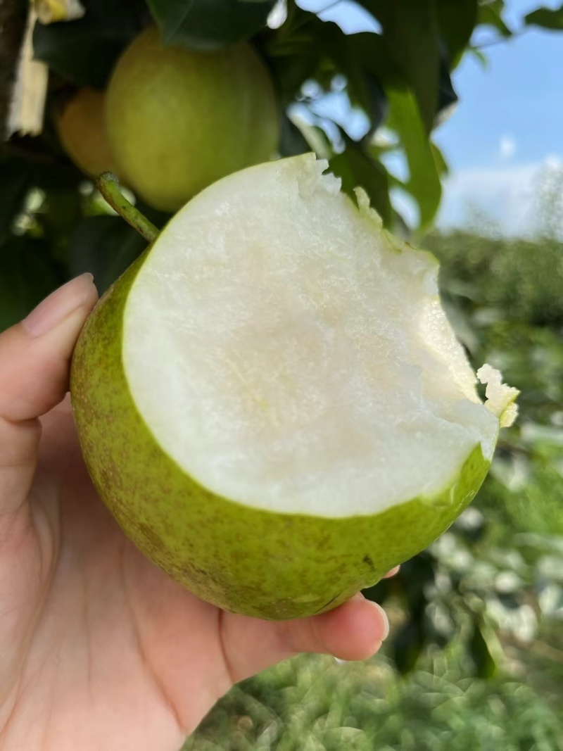 青皮蜜梨酥脆翠玉翠冠皇冠口感脆甜入口即化