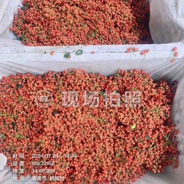 产地鲜花椒以质论价一手货源自家配有冷库客户自己收代收都可