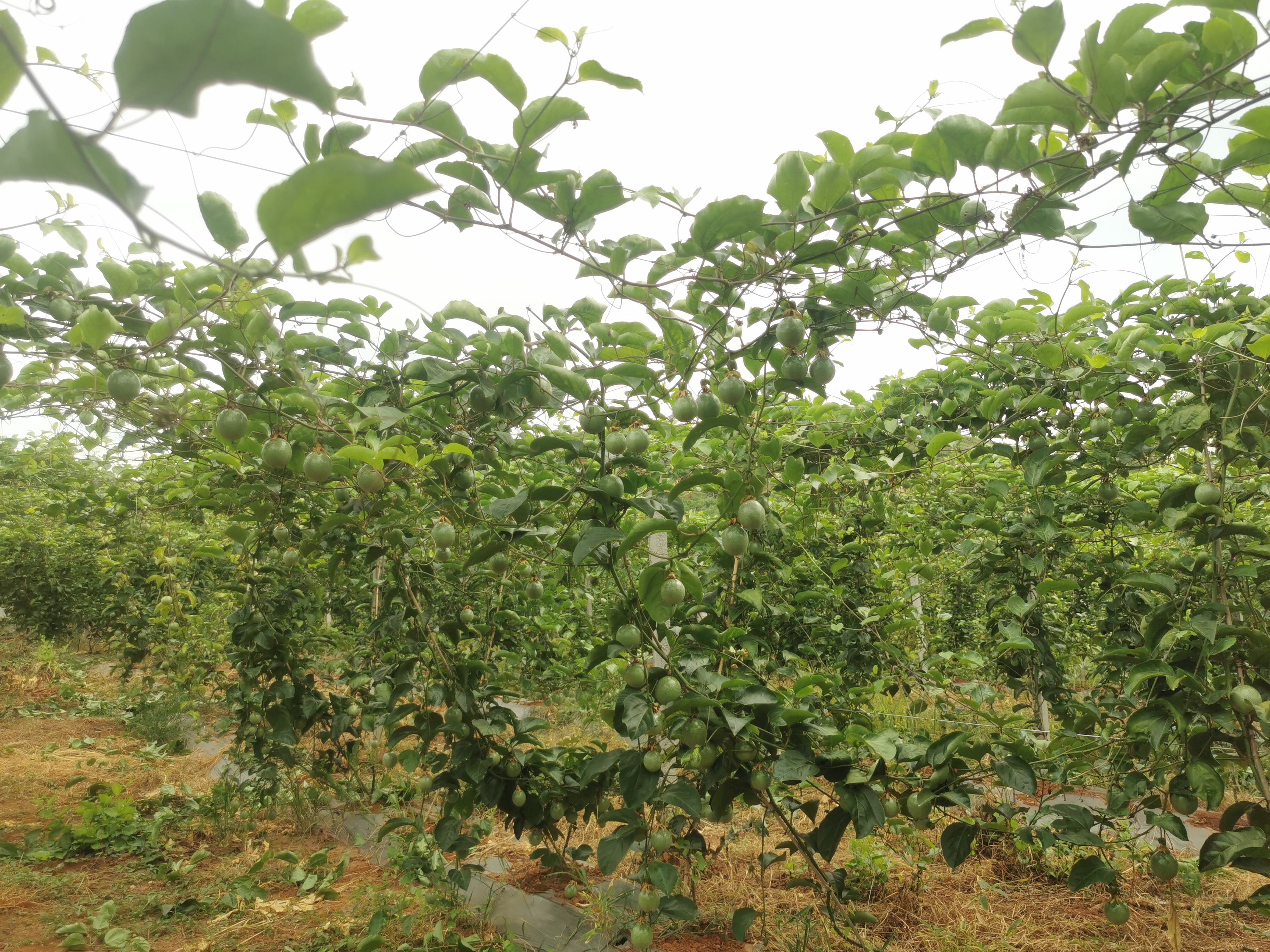 黄金百香果种植园实景图
