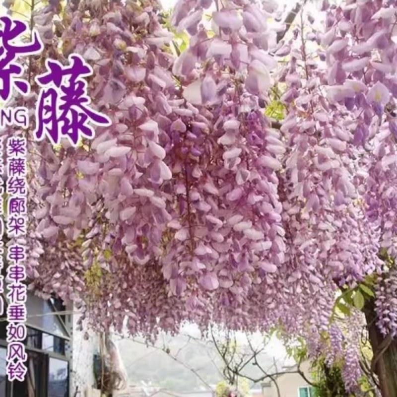 紫藤种子爬藤攀爬藤蔓植物朱藤招藤豆藤紫藤萝多花紫藤紫藤花