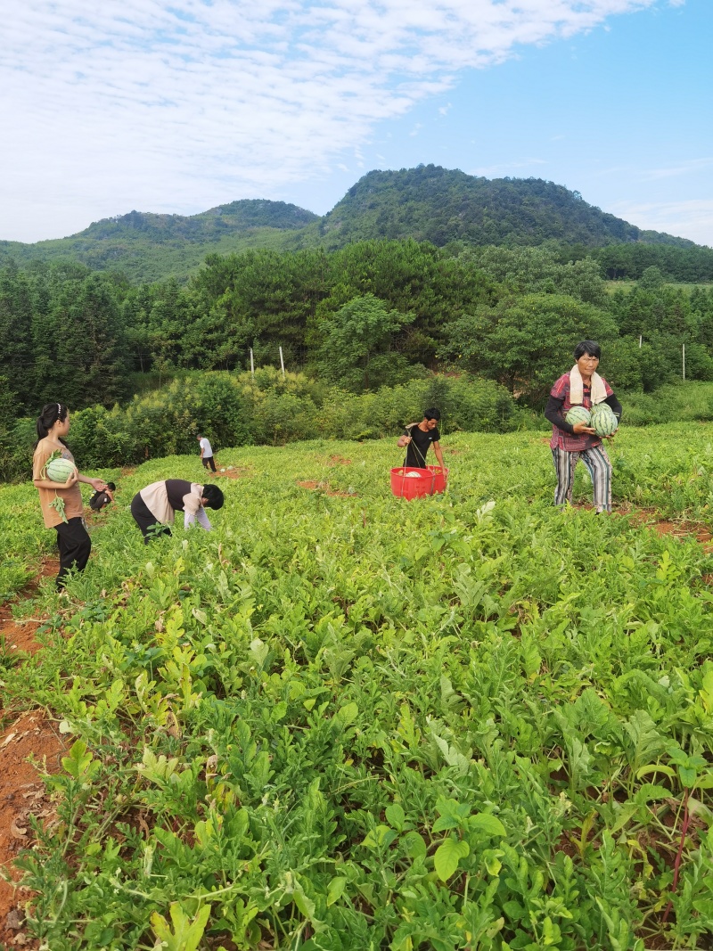 （7月底开园）湖南宁远高山黄土麒麟瓜