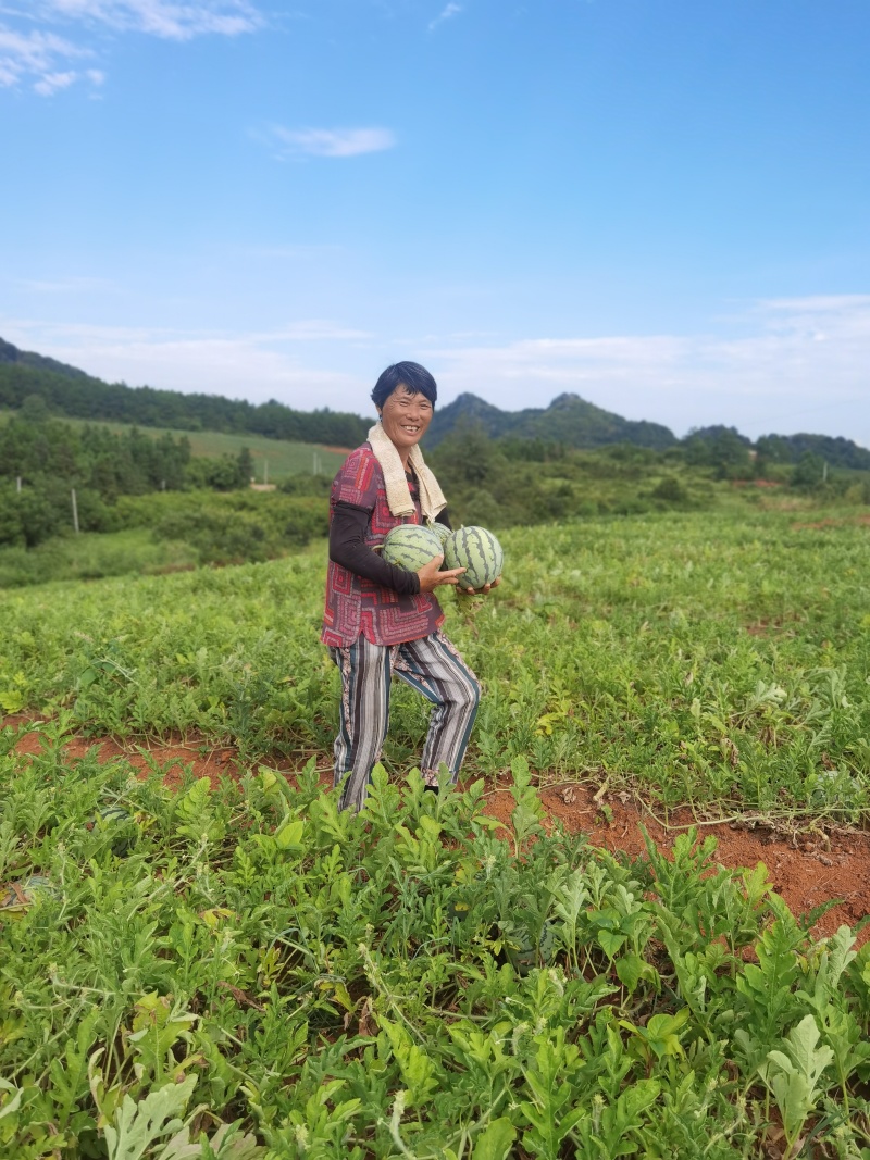 （7月底开园）湖南宁远高山黄土麒麟瓜