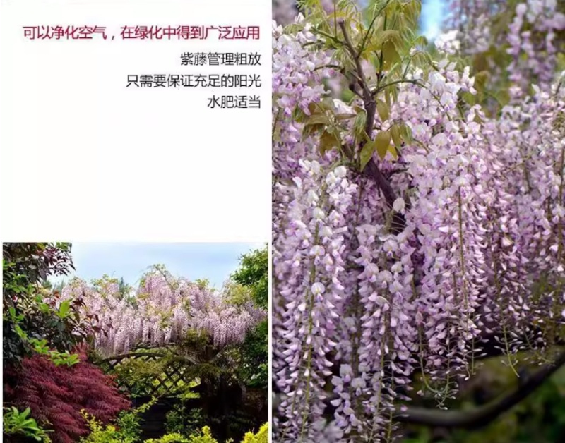 紫藤种子爬藤攀爬藤蔓植物朱藤招藤豆藤紫藤萝多花紫藤紫藤花