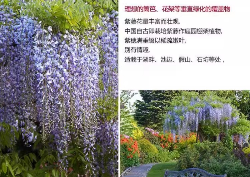 紫藤种子爬藤攀爬藤蔓植物朱藤招藤豆藤紫藤萝多花紫藤紫藤花