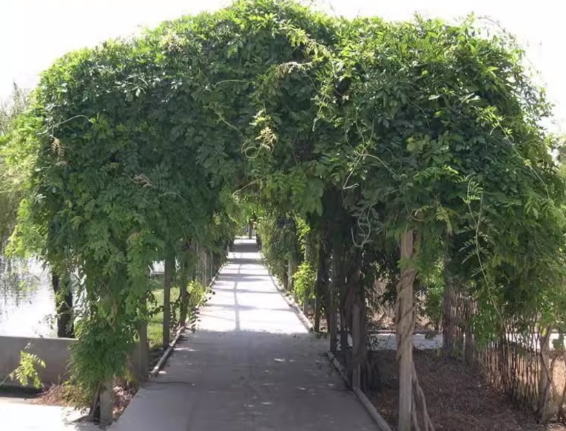 紫藤种子爬藤攀爬藤蔓植物朱藤招藤豆藤紫藤萝多花紫藤紫藤花