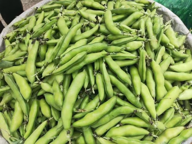 胡豆蚕豆绿皮蚕豆绿心蚕豆白皮蚕豆胡豆大量上市，产地直供