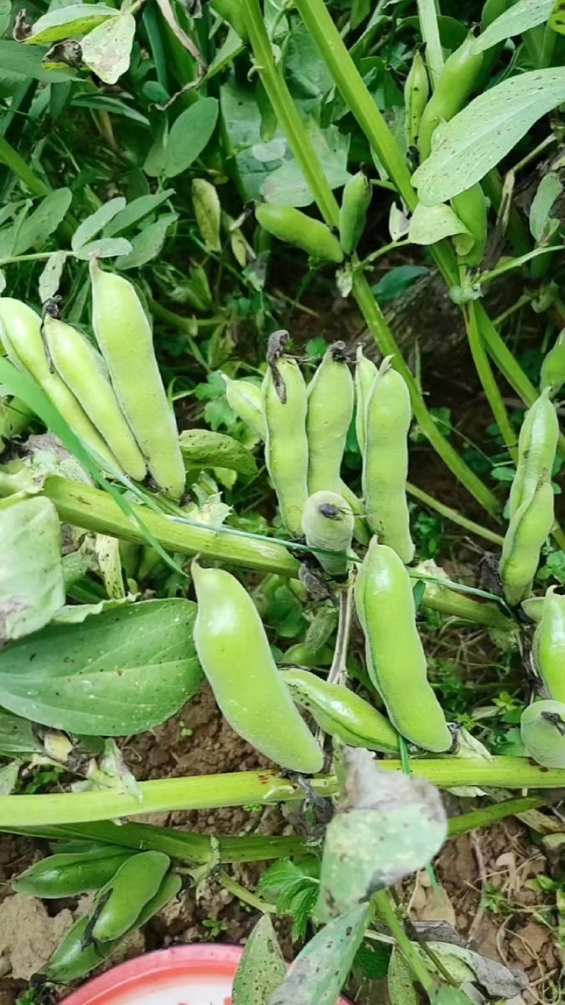 胡豆蚕豆绿皮蚕豆绿心蚕豆白皮蚕豆胡豆大量上市，产地直供