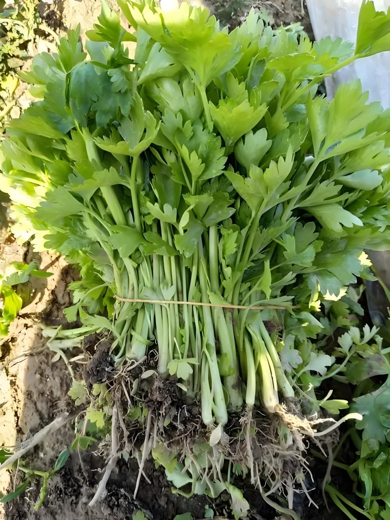 优质皇后皇妃芹菜苗