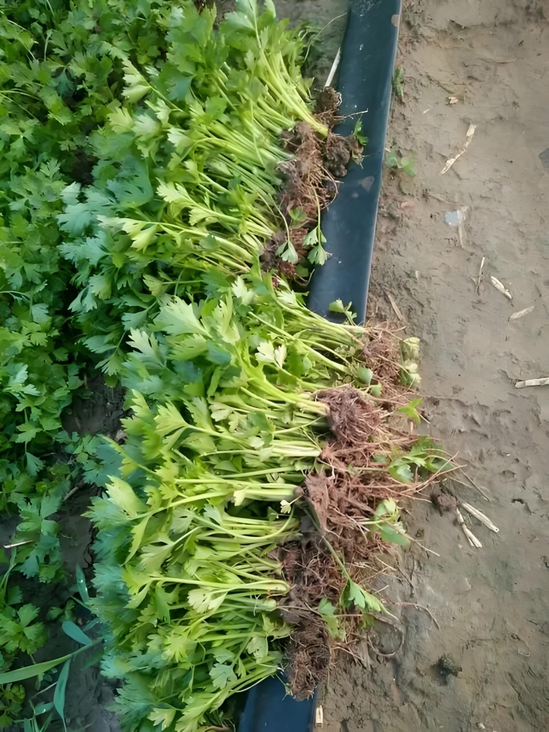 优质皇后皇妃芹菜苗