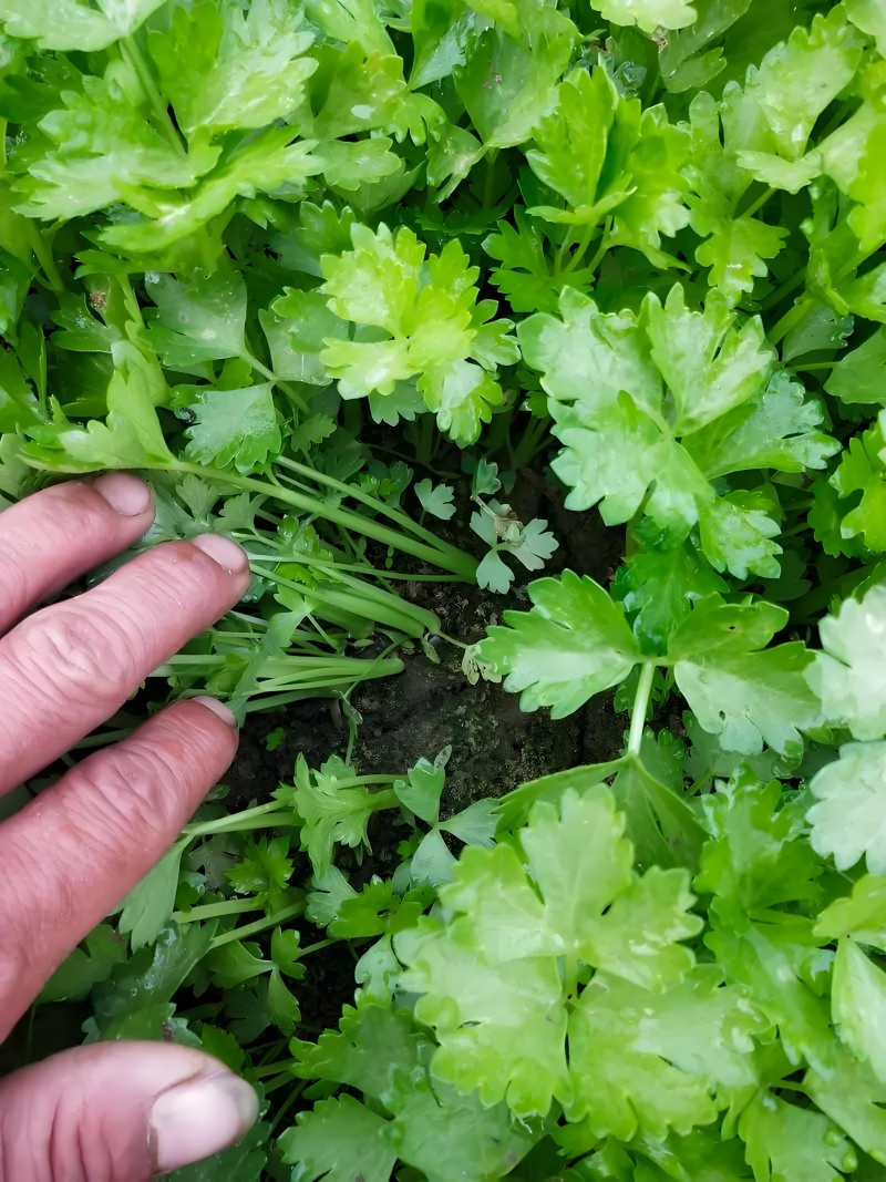 优质皇后皇妃芹菜苗