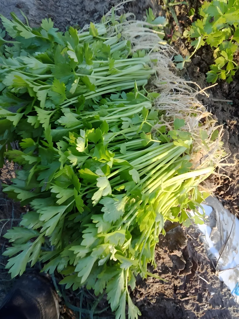 优质皇后皇妃芹菜苗