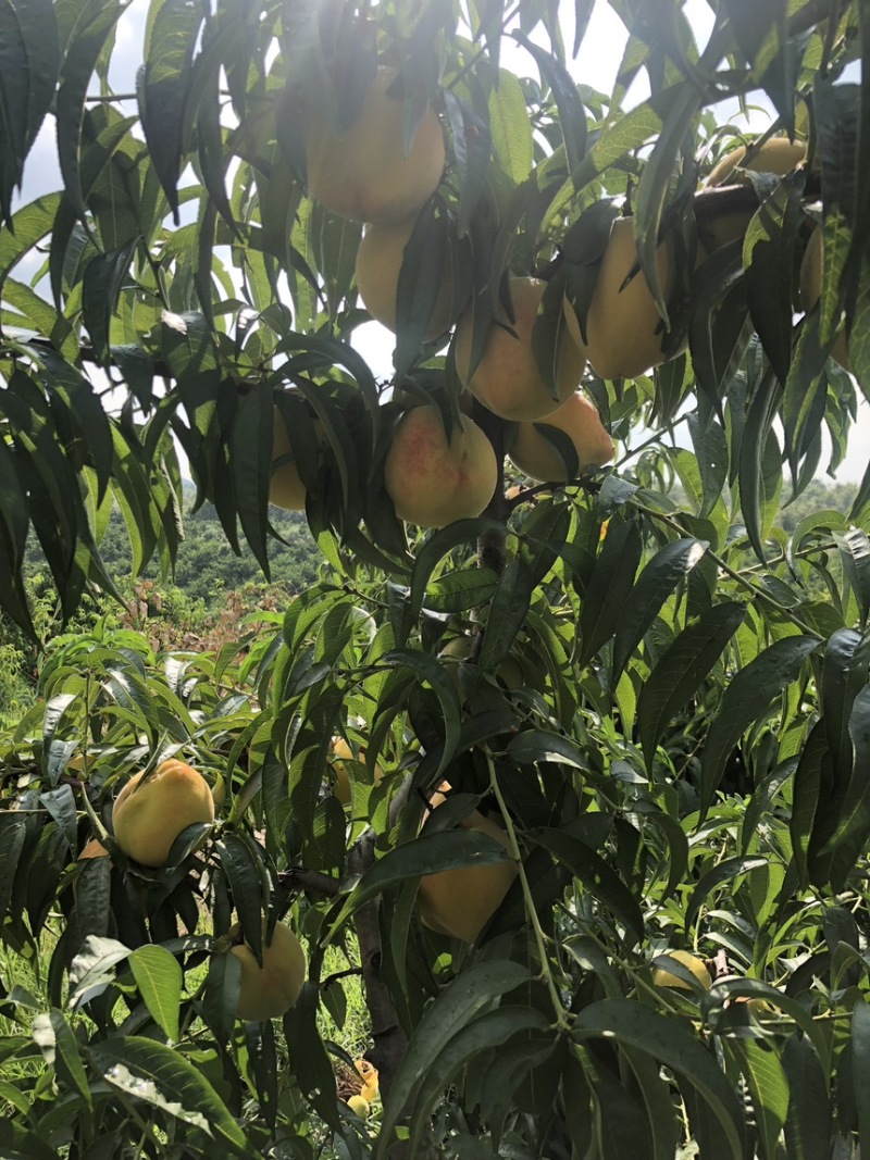 锦绣黄桃黄金蜜三号