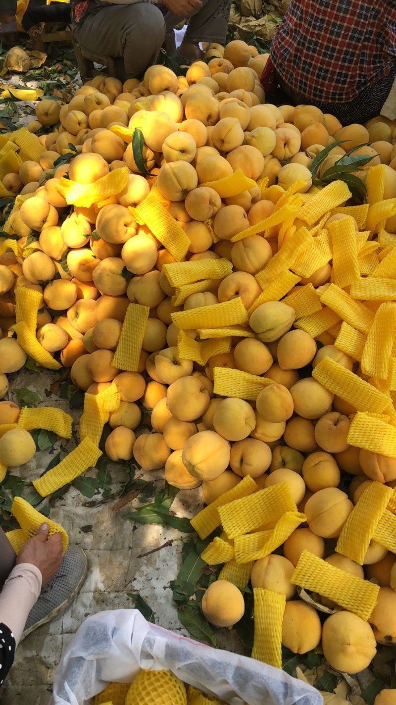 锦绣黄桃黄金蜜三号