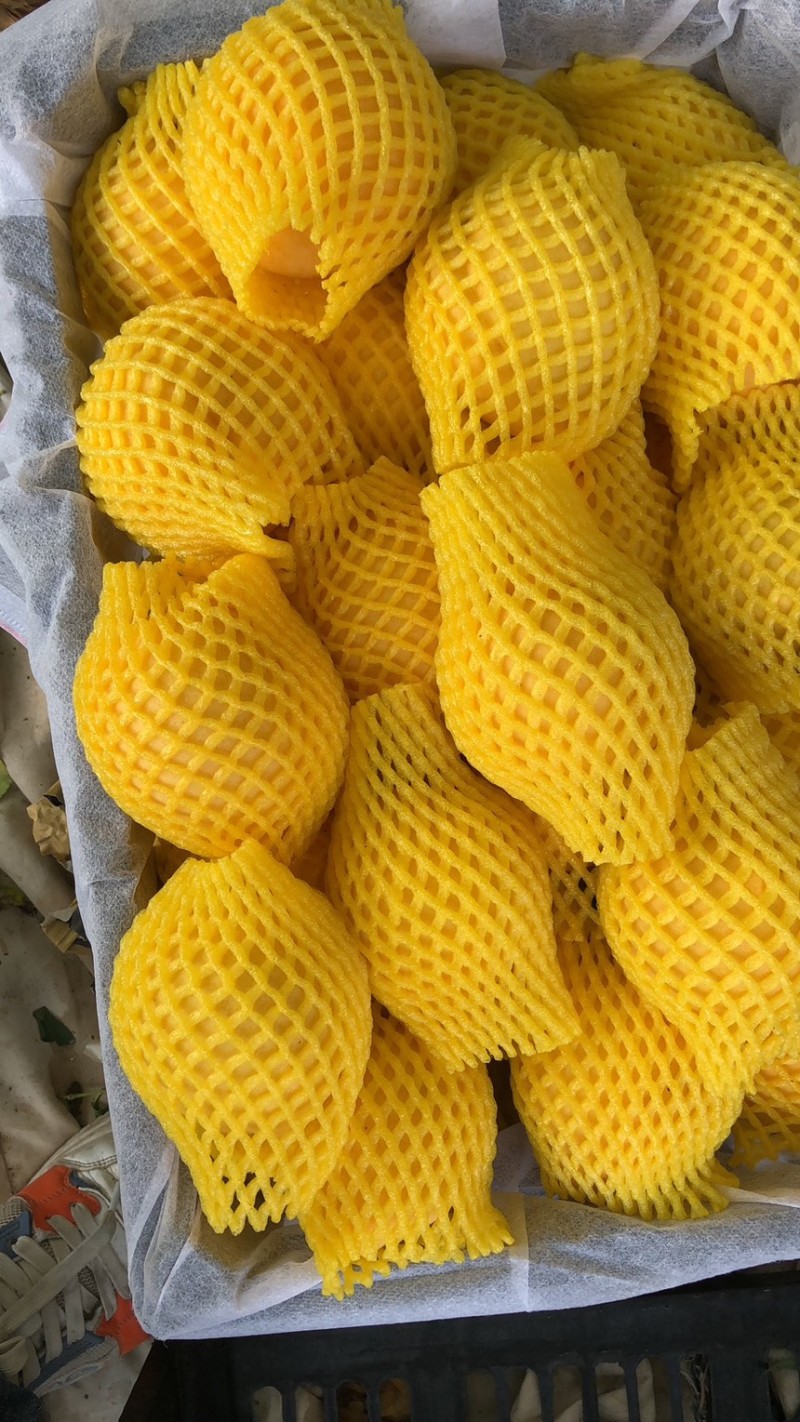 锦绣黄桃黄金蜜三号