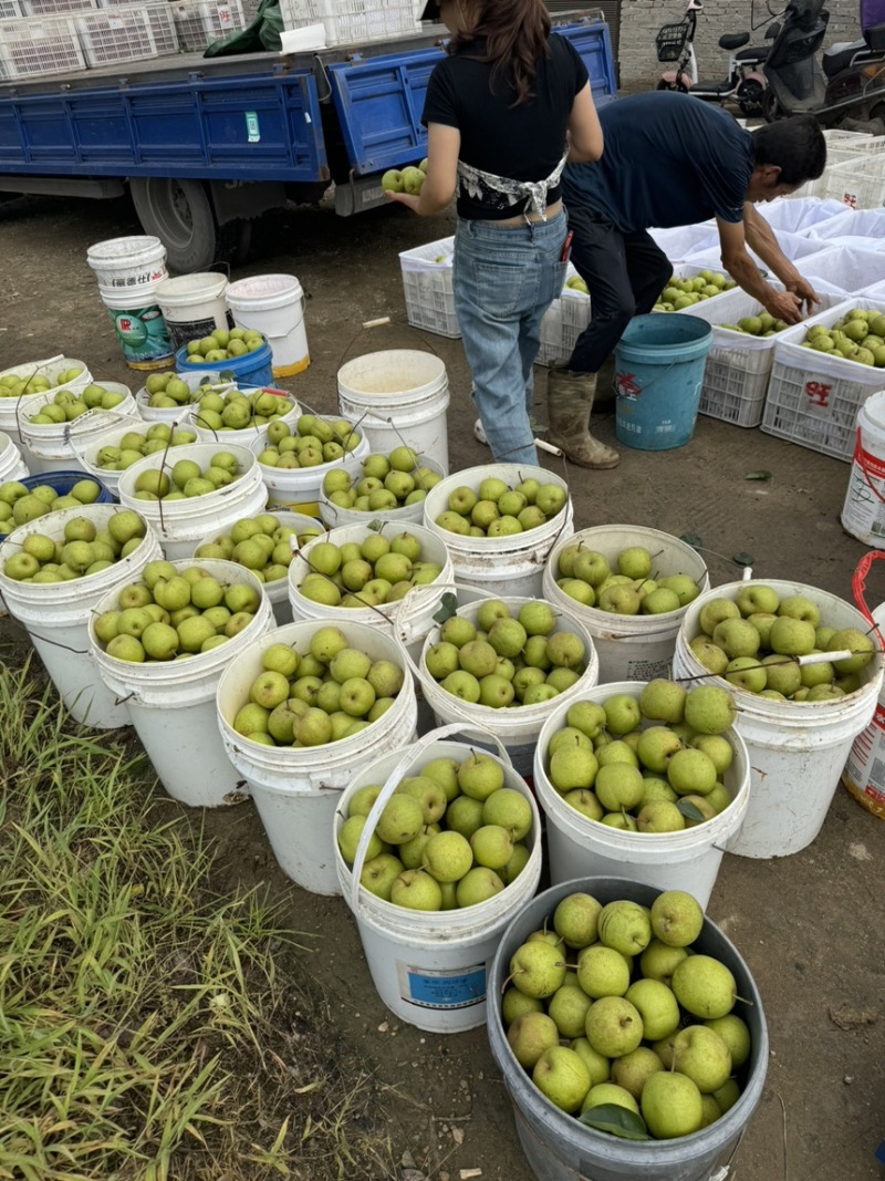 湖北随州基地农厂金果梨