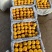 湖北随州油桃金芙蓉红福荣中油8号