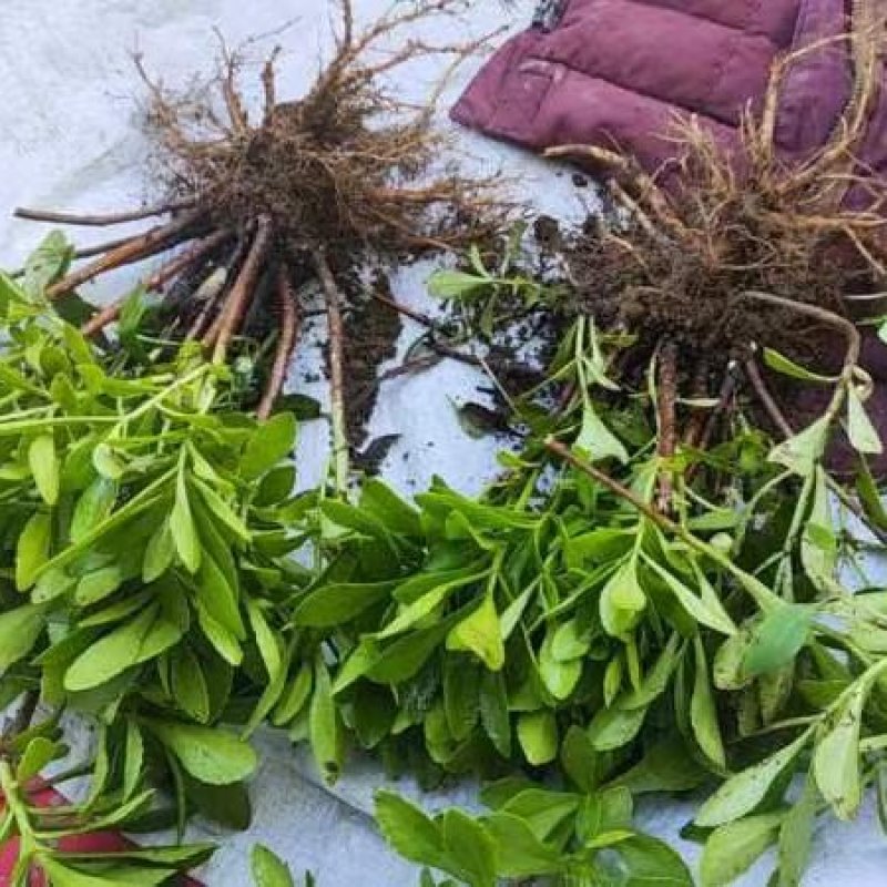高钙菜根苗救心菜费菜种苗基地直供，品质保障，欢迎来电洽谈