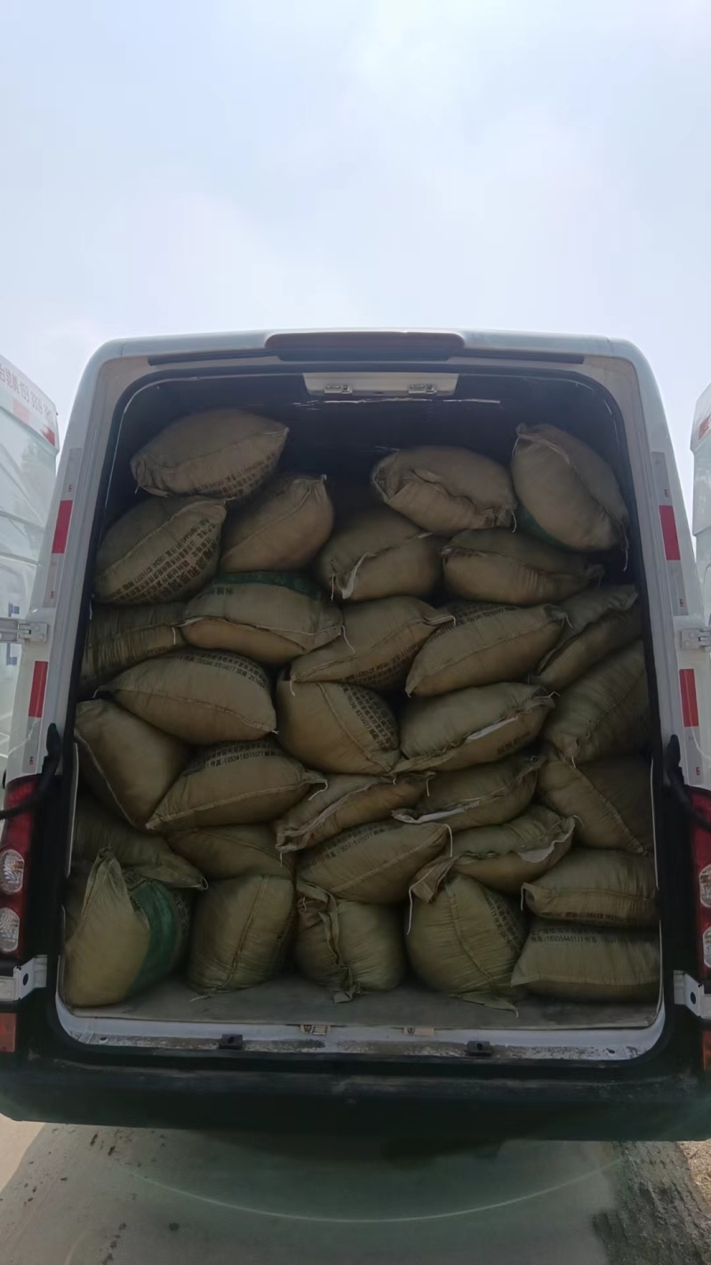 高钙菜根苗救心菜费菜种苗基地直供，品质保障，欢迎来电洽谈