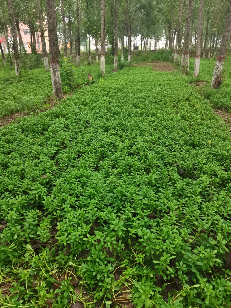 高钙菜根苗救心菜费菜种苗基地直供，品质保障，欢迎来电洽谈