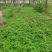 高钙菜根苗救心菜费菜种苗基地直供，品质保障，欢迎来电洽谈