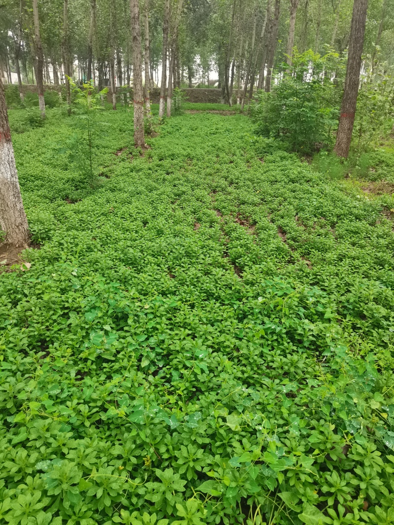 高钙菜根苗救心菜费菜种苗基地直供，品质保障，欢迎来电洽谈