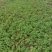高钙菜根苗救心菜费菜种苗基地直供，品质保障，欢迎来电洽谈