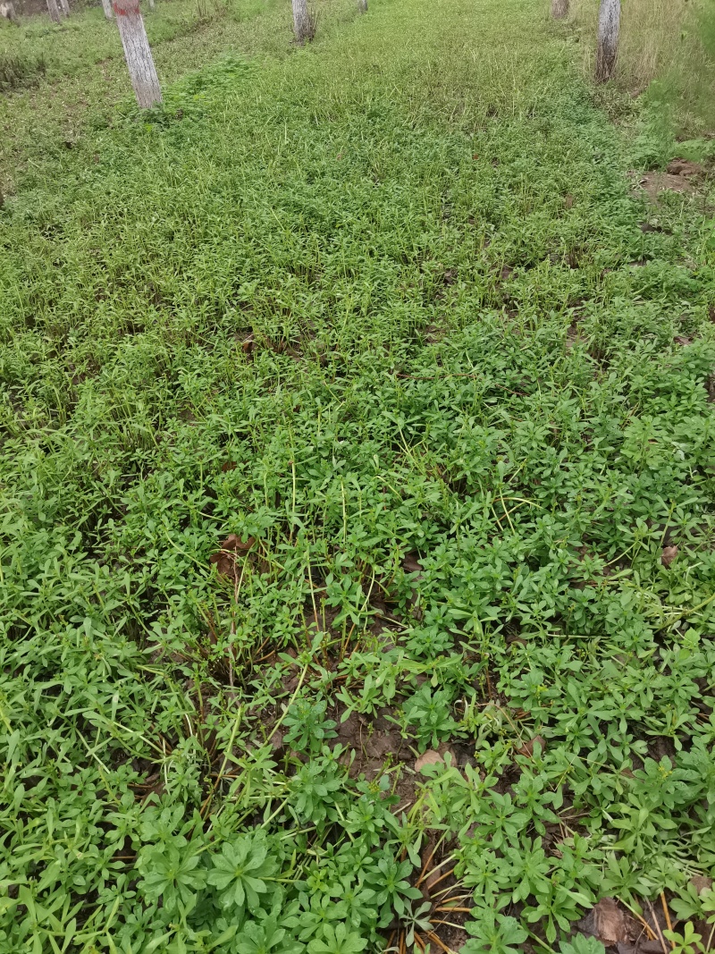 高钙菜根苗救心菜费菜种苗基地直供，品质保障，欢迎来电洽谈
